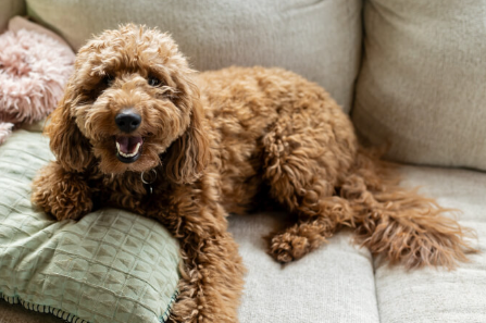 Doodle puppy learning basic commands with treats