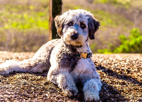 Young doodle meeting new friends