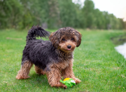 Well-groomed doodle with fluffy coat