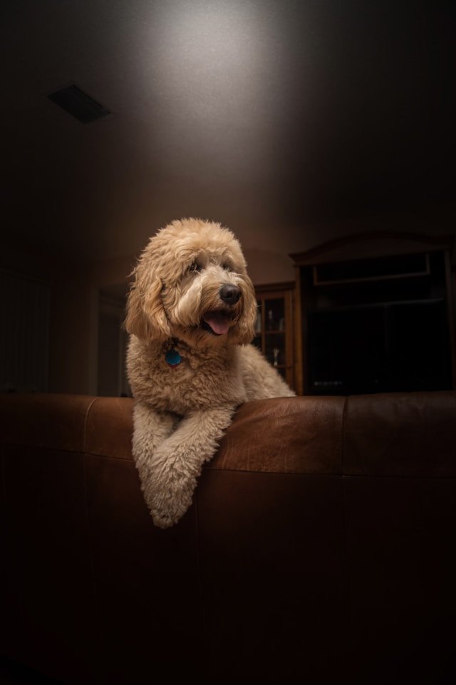 Fluffy goldendoodle hero image
