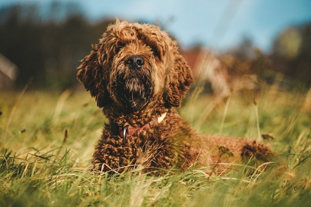 Fluffy doodle with a fresh, tidy coat sitting happily outdoors